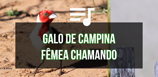 Fêmea Galo de Campina Chamando