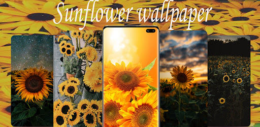 Sunflower Wallpaper