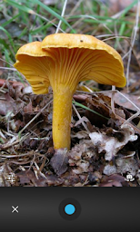 Mushroom Tracker