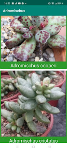 Encyclopedia of Cacti & Succulents 6.1 APK screenshots 21