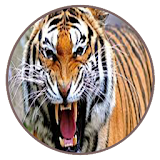 Suara Harimau - Tiger Mp3 icon