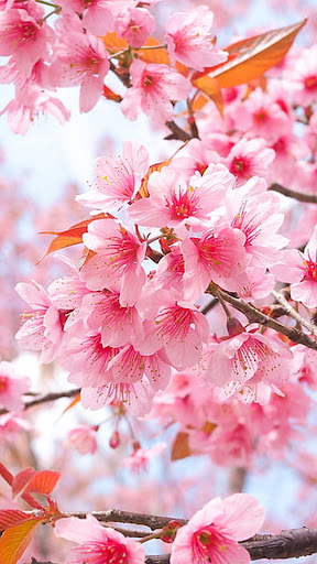 Cherry Blossom Wallpaper Screen 2