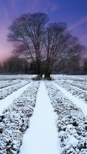Android application Cold jungle wallpapers screenshort