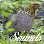 Cover Image of डाउनलोड Red Junglefowl Female Sounds and Ringtone Audio 11.0.0 APK