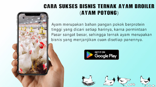 Panduan Ternak Ayam Broiler