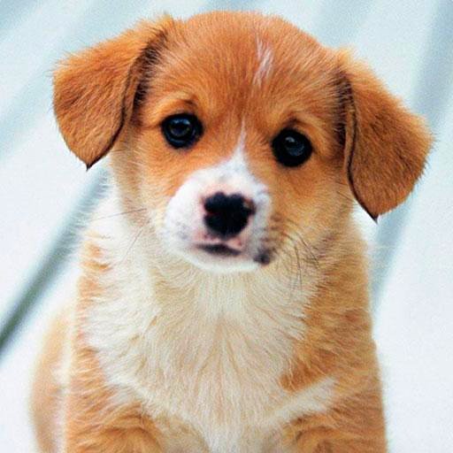 Cute Puppies Wallpaper 4.0.puppy Icon