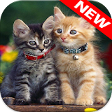 Cat Wallpapers icon