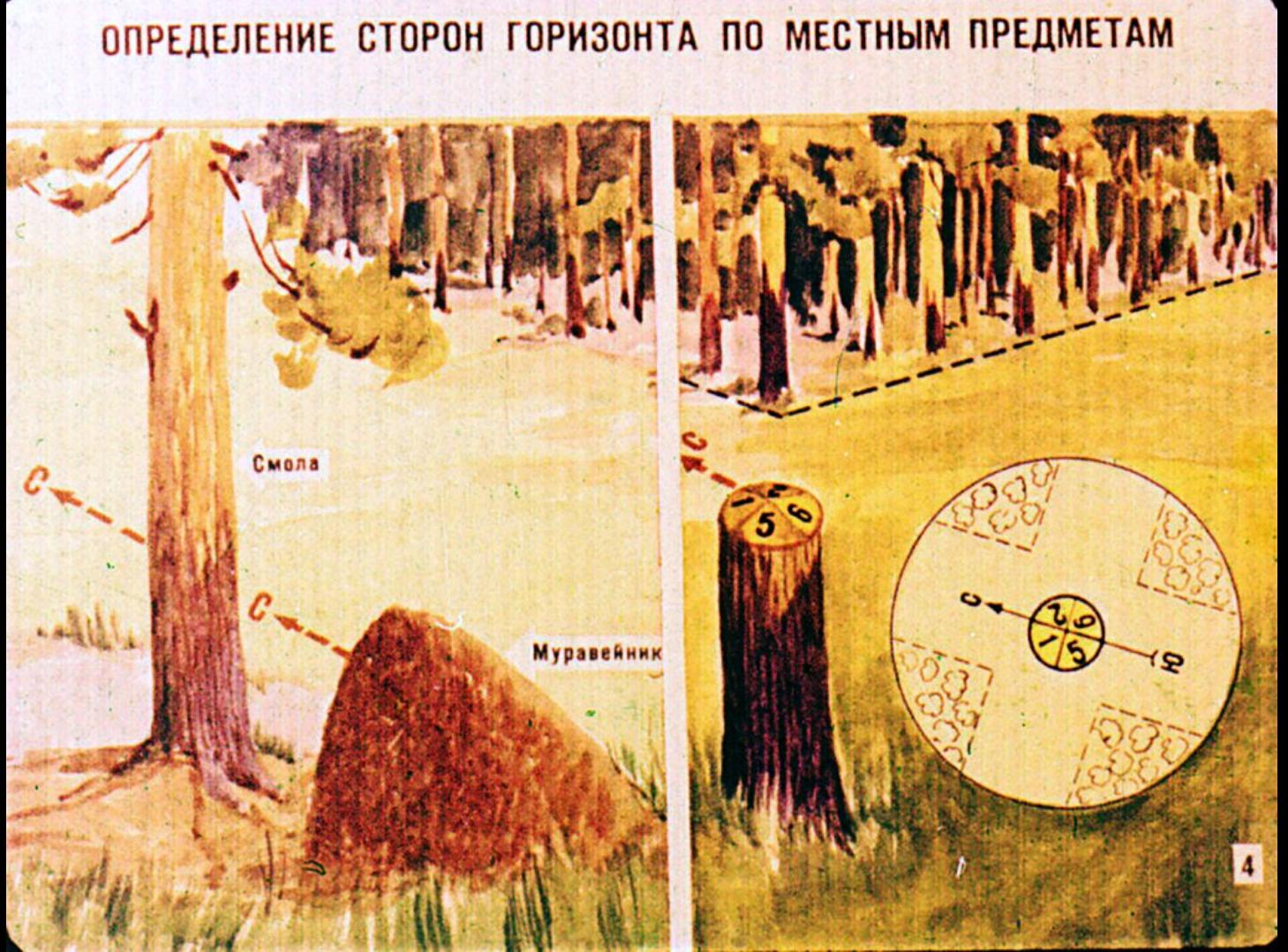 Стороны света в природе. Определение сторон горизонта по местным предметам. Способы определения сторон горизонта на местности. Определение сторон горизонта по признакам местных предметов. Определить стороны горизонта по местным признакам.