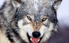 screenshot of Wolf Jigsaw Puzzles