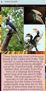 Unusual birds