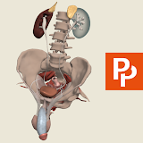 Primal's 3D Male Pelvis icon