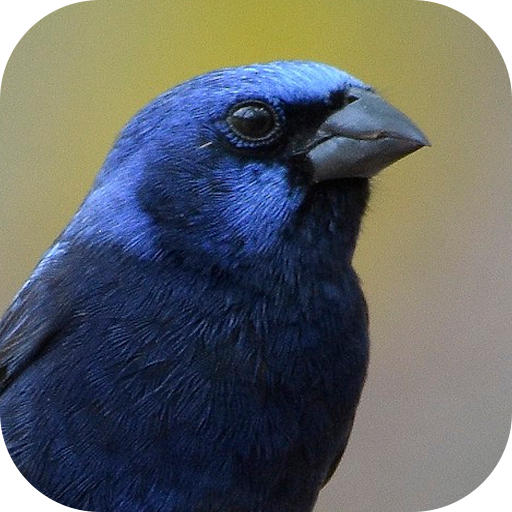 Burung Bluebird bernyanyi Unduh di Windows