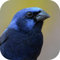 Синяя птица пение птиц