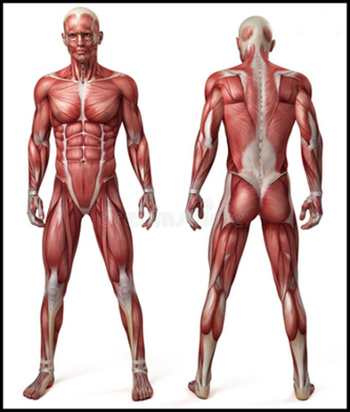 Android application The human body screenshort