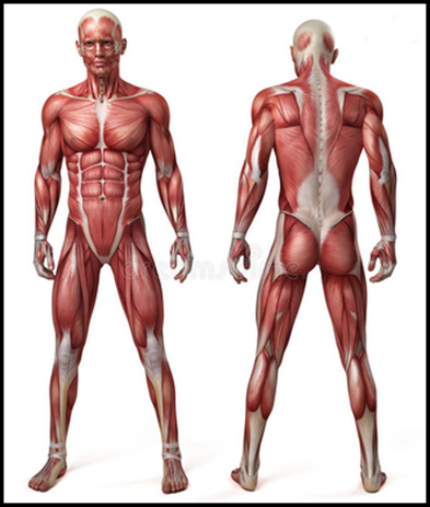 The human body - 2.0.0 - (Android)