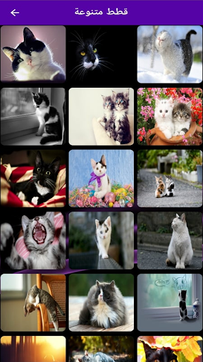 Khlfyat ktat ltifah lshashah