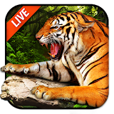 Tiger Live Wallpaper 2018 icon