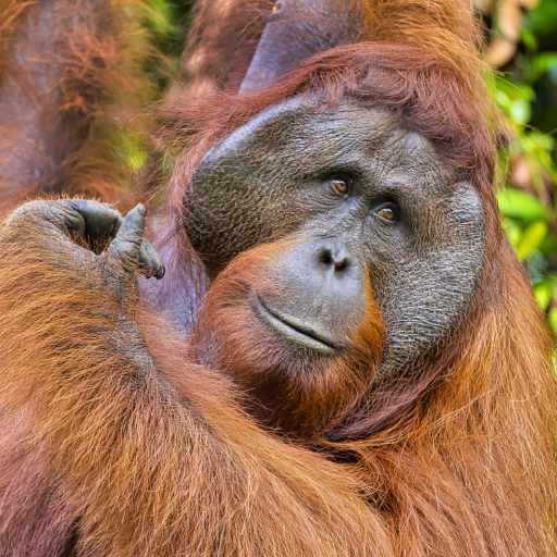Orangutan Sounds logo