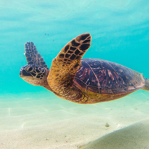 Sea Turtle's Swim +HOME Theme - Apps on Google Play