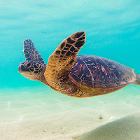 Sea Turtle's Swim +HOME Theme