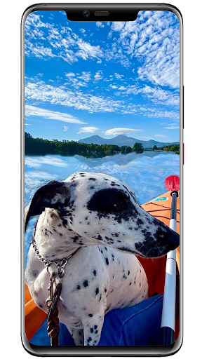 Wallpapers Dogs Screen 2