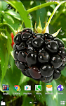 screenshot of Berries Live Wallpaper