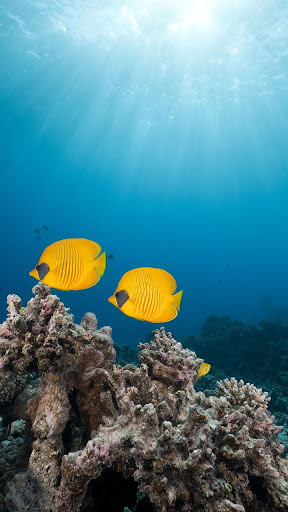 海洋魚ライブ壁紙 By Live Wallpaper Hq Google Play 日本 Searchman アプリマーケットデータ