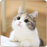 Cute Cat HD Wallpapers Apk