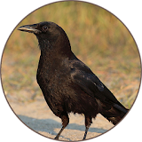 Crow Sounds icon