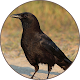 Crow Sounds Auf Windows herunterladen