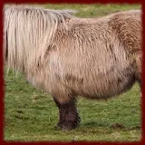 Shetland Pony wallpapers icon