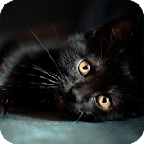 Black Cats Wallpaper icon