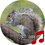 Squirrel Sounds ~ Sboard.pro