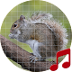 Squirrel Sounds ~ Sboard.pro Download on Windows