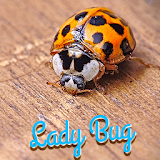 Lady Bug Wallpaper icon