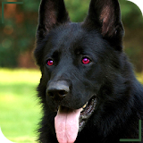 Amazing German Shepherd Wallpapers - HD Dogs icon