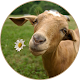 Goat Sounds Download on Windows