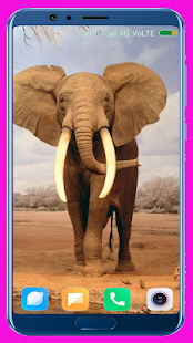 Elephant HD Wallpaper