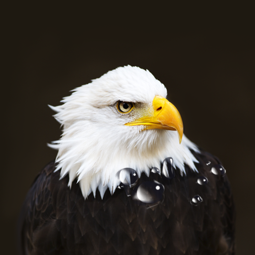 Birds Live Wallpaper logo