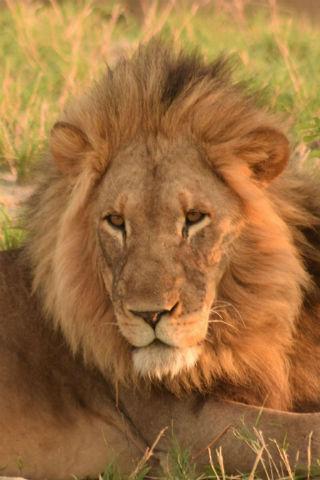Android application Lions wallpapers screenshort