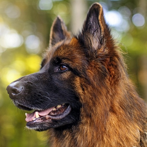 German Shepherd Wallpaper HD logo