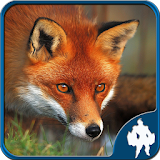 Fox Jigsaw Puzzles icon