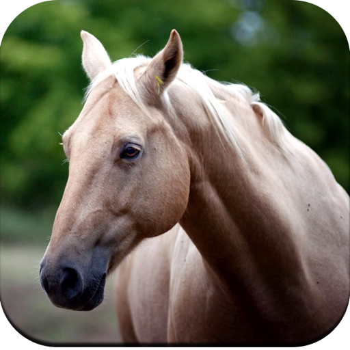 Horse Wallpaper 4K logo