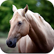 Horse Wallpaper 4K - Androidアプリ