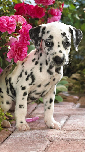 Android application Puppy Live Wallpaper screenshort