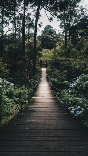 Android application Forest Wallpapers screenshort