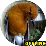 Suara Burung Anis Merah Gacor MP3 icon
