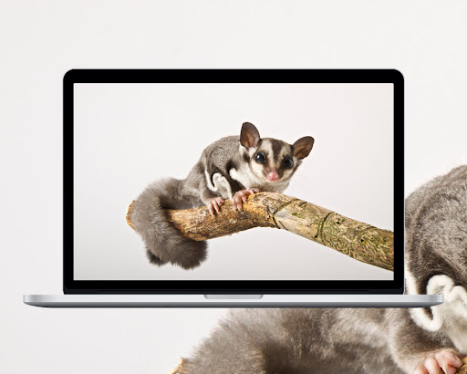 Sugar Glider Wallpaper
