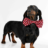 Dachshund Dogs Wallpapers icon