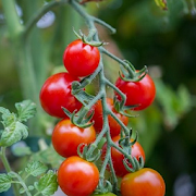 Tomato Cultivation Tips